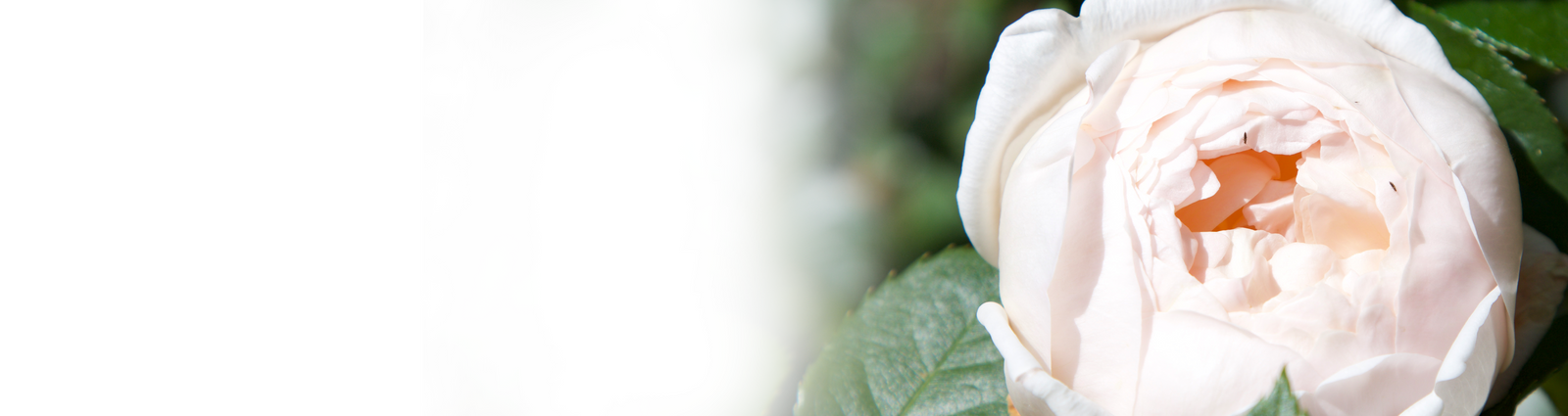 Bunch of purple lilac flowers with green leaves on a white background, positioned to the right side of the image.