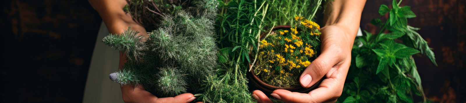 Two hands holding an assortment of fresh green herbs and a small clay bowl filled with yellow flowers. The background is dark, making the vibrant greens and yellows of the plants stand out prominently.