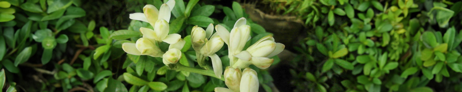 Tuberose