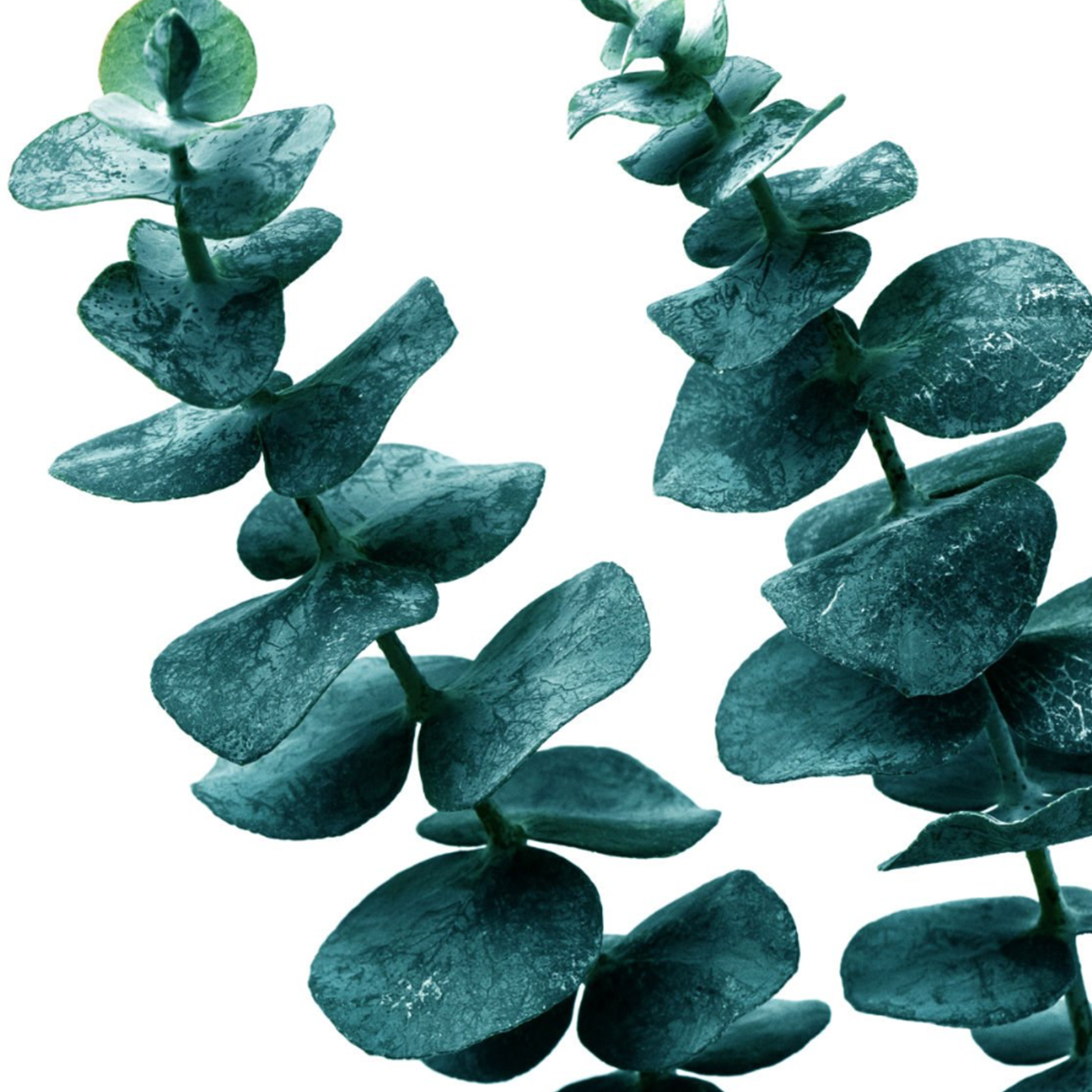 elizabethW Eucalyptus Lip Balm